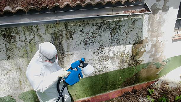 Trusted Mold Remediation service in Winter Springs, FL - Cheap Mold Removal